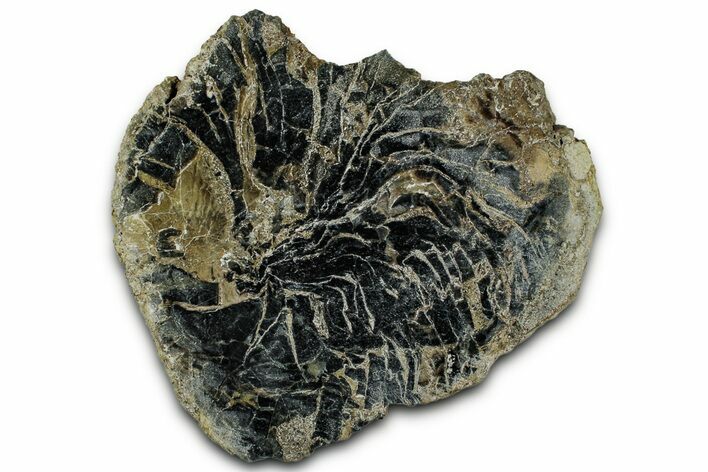 Polished Petrified Wood Limb End-Cut - Indonesia #329254